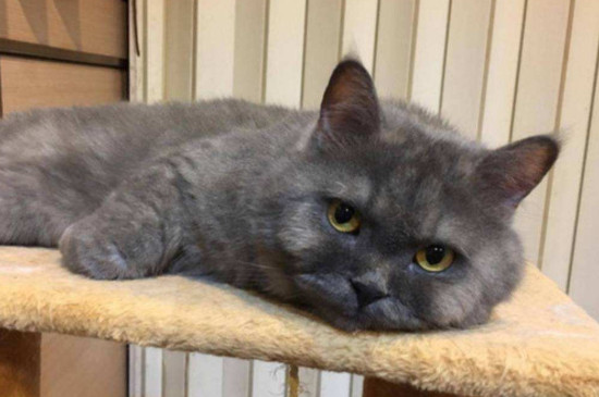 猫中毒的症状
