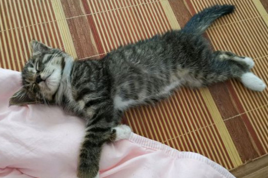 猫感冒症状