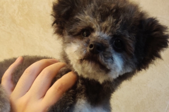 纯种茶杯犬多少钱一只，茶杯犬最低价格大概多少