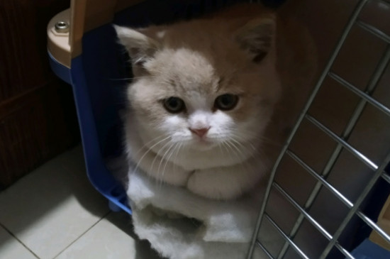 猫驱虫多久一次