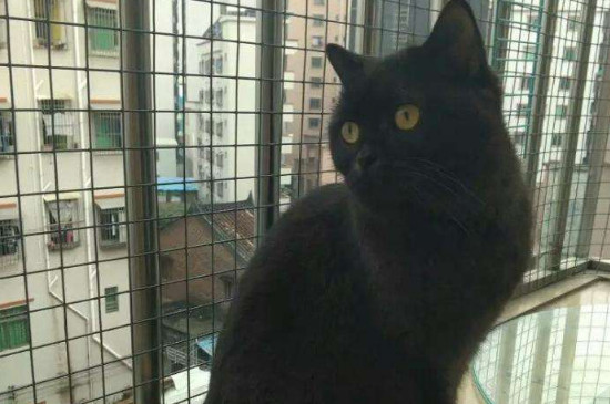 纯黑色的猫是什么品种