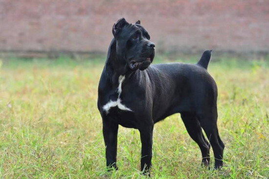 适合家养的护卫犬有哪些，最优秀的护卫犬10大排名