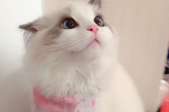 母猫发情期多久