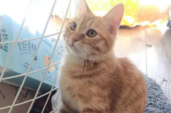 猫咪长脓包的原因