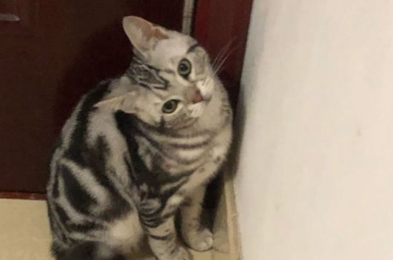 洁尔阴一比几给猫洗澡