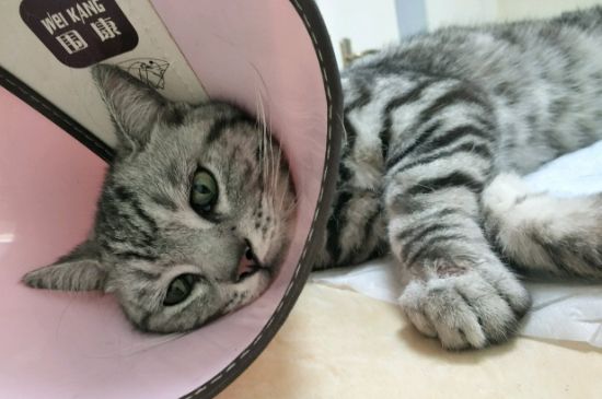如何判断猫咪是否缺钙