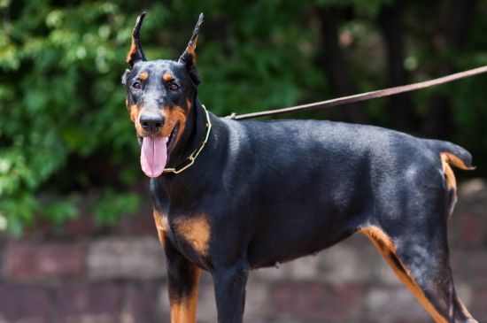 杜宾犬好养吗