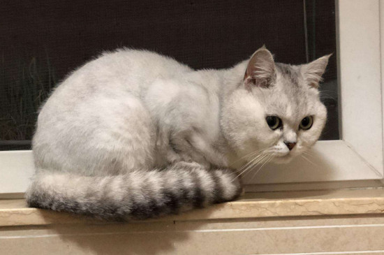 猫咪鼻子上有黑痂