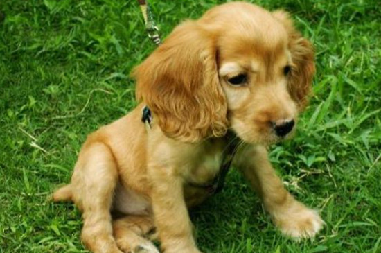 英国可卡犬怎么修毛