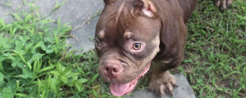 恶霸犬如何看能否爆头