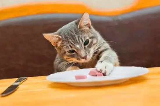 猫咪不喂食可以撑几天