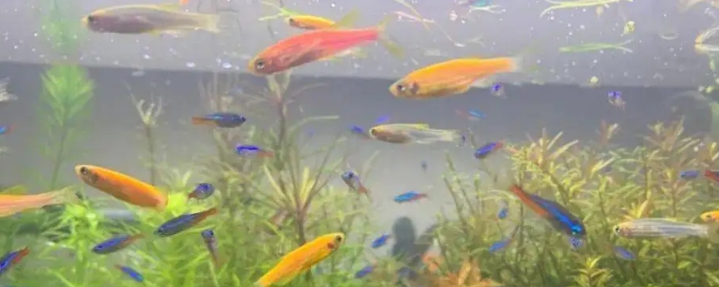 斑马鱼需要加热棒吗