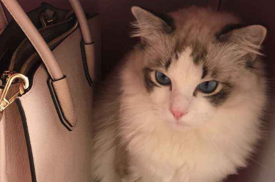猫咪能吃什么水果
