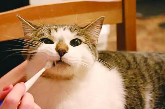 猫牙掉了还会长出来吗