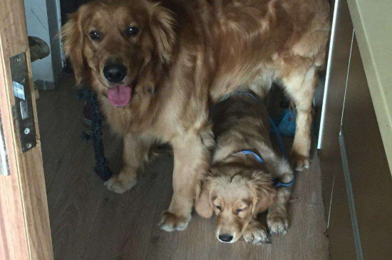 狗怎么交配