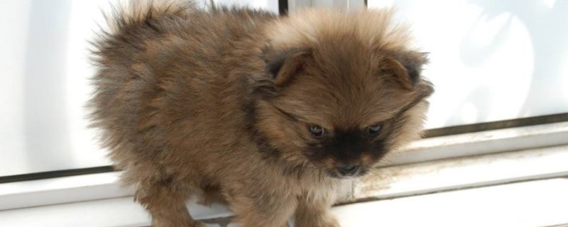 怀孕了可以养宠物狗吗