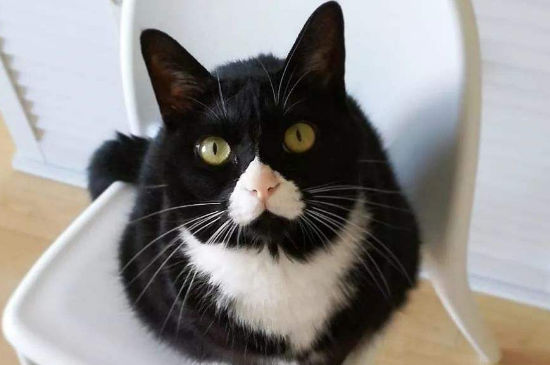 猫的鼻子特别红
