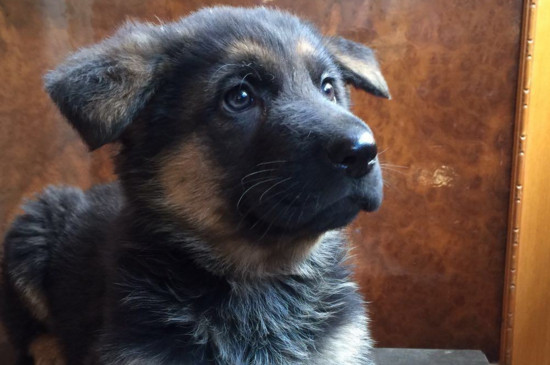 德国牧羊犬幼犬怎么养，四招教你养好德牧幼犬