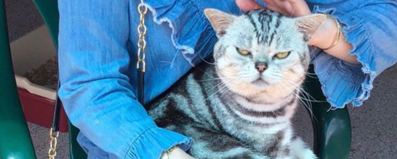 美国短毛猫黏人原因