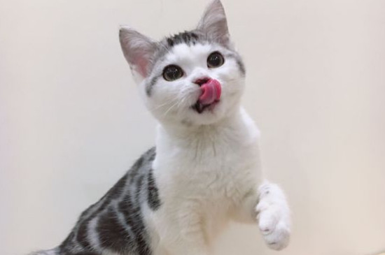 猫极限能饿几天