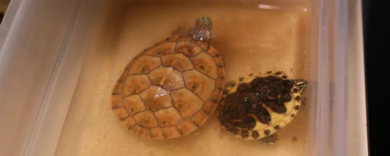 火焰龟可以深水养吗