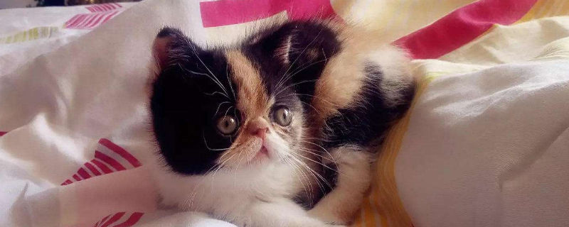 公加菲猫发情有什么表现
