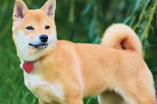 柴犬如何看品相，挑选优质柴犬的四个技巧