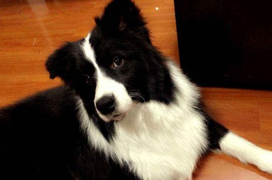 狗狗半夜不睡觉抓门