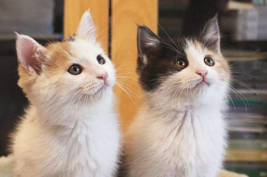 猫食欲不振精神萎靡