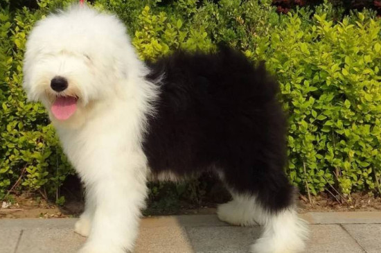 古牧犬掉毛吗