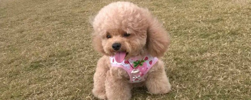 小狗上吐下泻不吃东西怎么办，狗狗呕吐腹泻的紧急处理