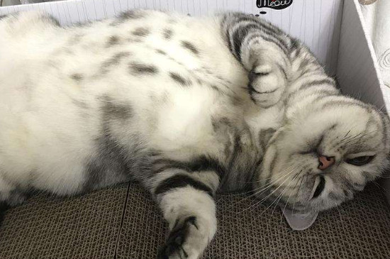 猫腹水怎么治疗