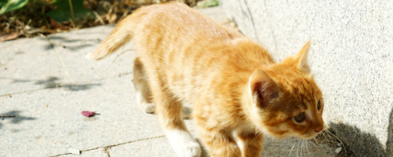 猫生气的时候会有什么表现