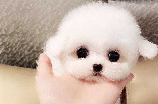 一只茶杯犬寿命多长时间，大概有10-15年最多是20年