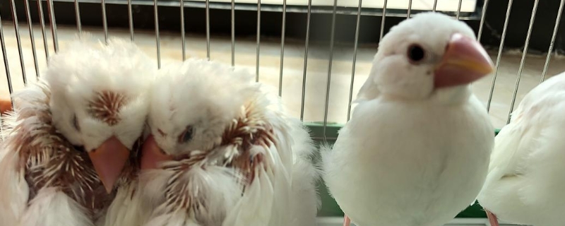文鸟养多久认主人