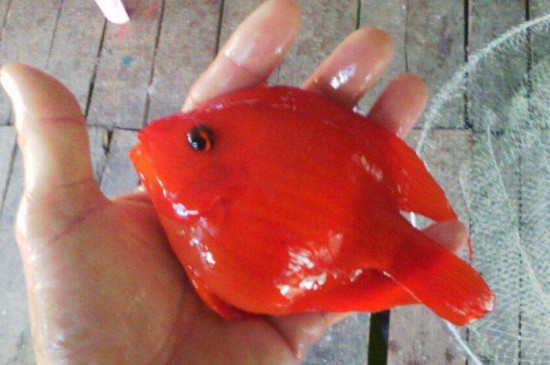 鹦鹉鱼寿命到了怎么死