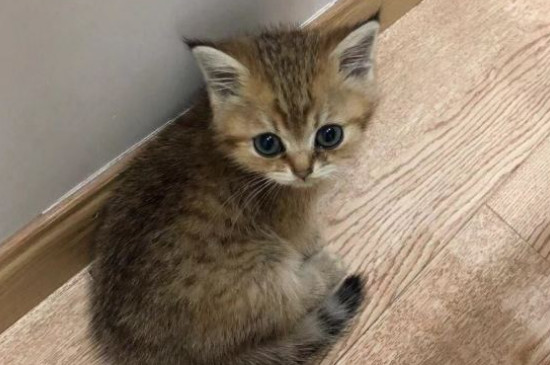 猫拉稀但是精神很好