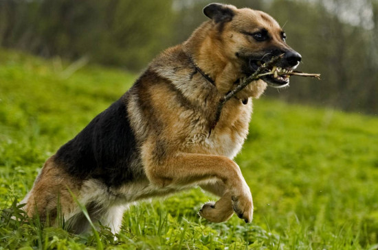 黑背犬和德牧的区别