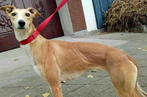 格力犬怎么看纯不纯，挑选纯种格力犬的3个要点