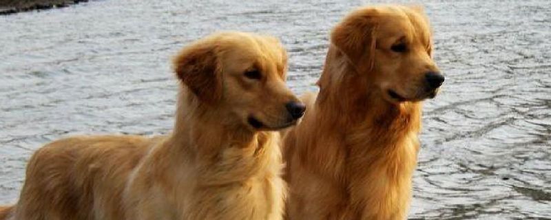成犬每年都要打疫苗吗