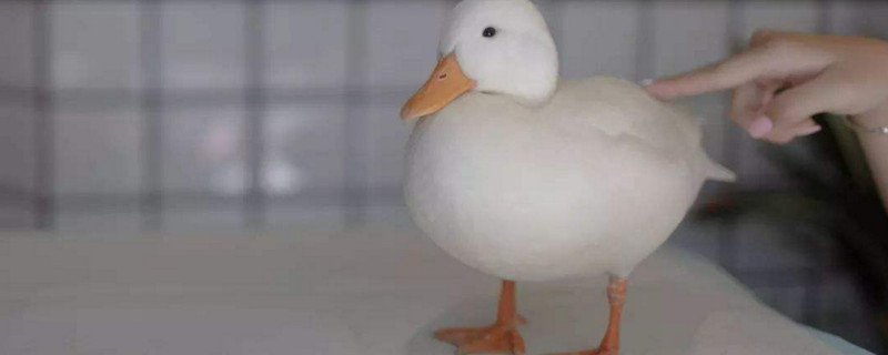 柯尔鸭为什么这么贵