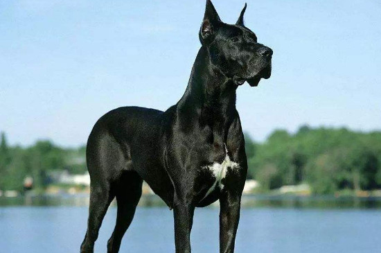 最大的古鬣犬有多大，已灭绝的巨鬣狗长2.5米高380公斤