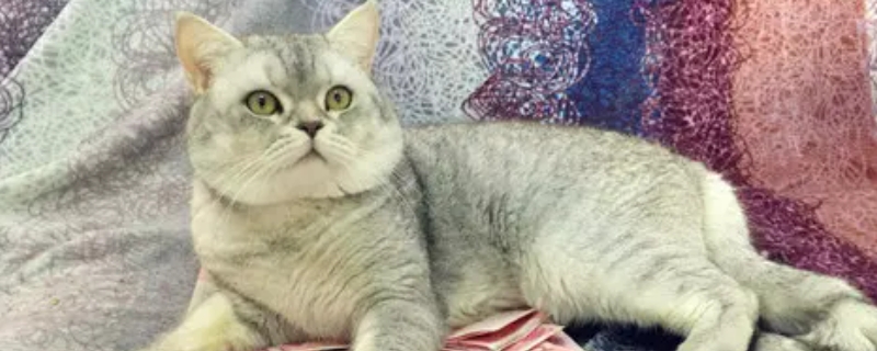 银渐层母猫会发腮吗