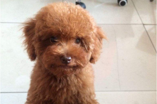 泰迪犬的缺点，养泰迪的四大坏处