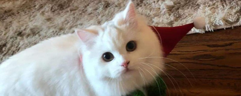 怎么缓解母猫发情