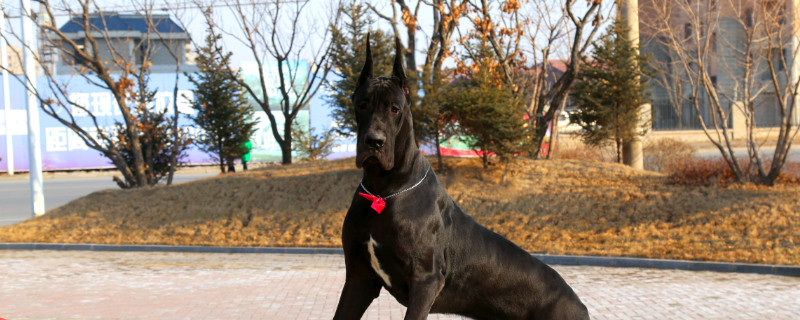 大丹犬吃什么