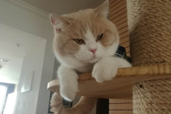 猫咪发腮吃什么食物