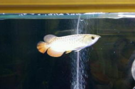 120长40宽的鱼缸能养龙鱼吗
