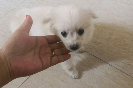 小狗不吃不喝光想趴着