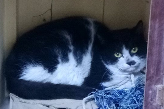 猫不吃鱼正常吗